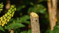 Bosch Akku-Gartenschere EasyPrune